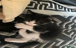 Mixed Breed cats for sale: 2 male 1female. Grey tabby, tabby, black and white - Image 8