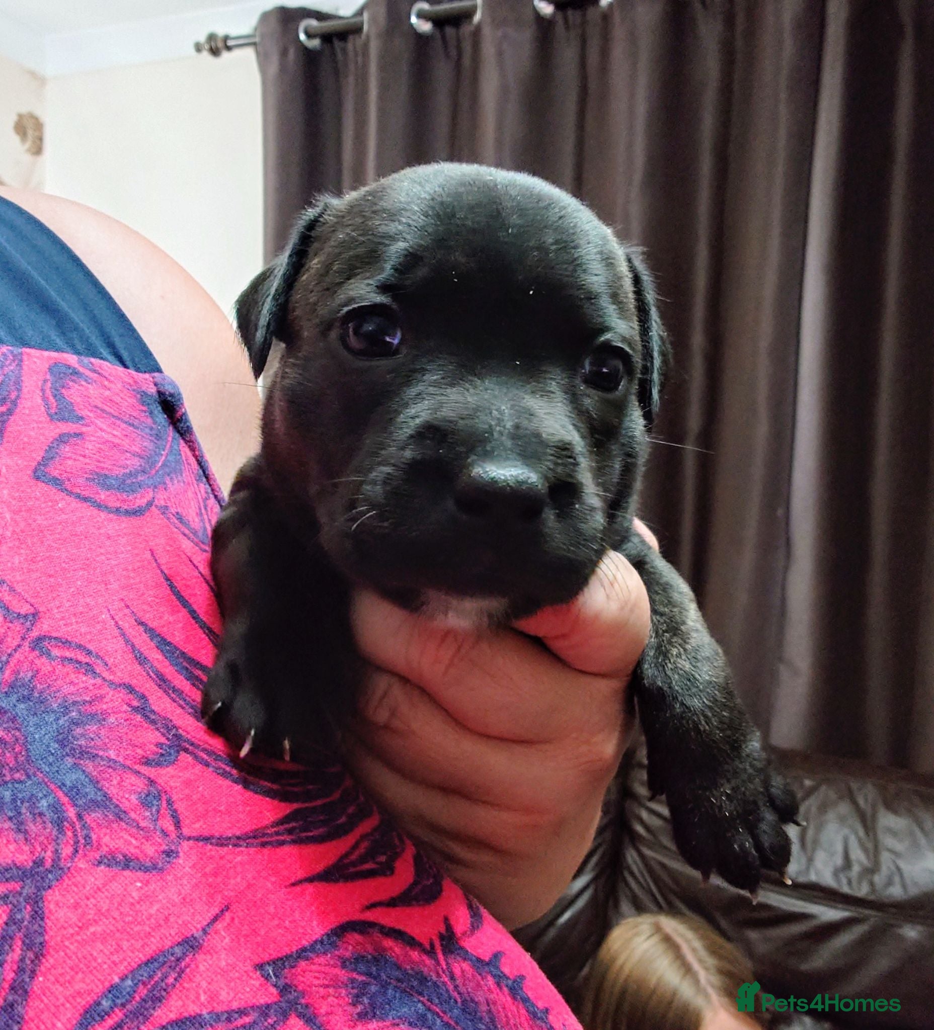 Staffordshire Bull Terrier dogs Exceptional Staffordshire bull Terrier Puppies - Advert 9