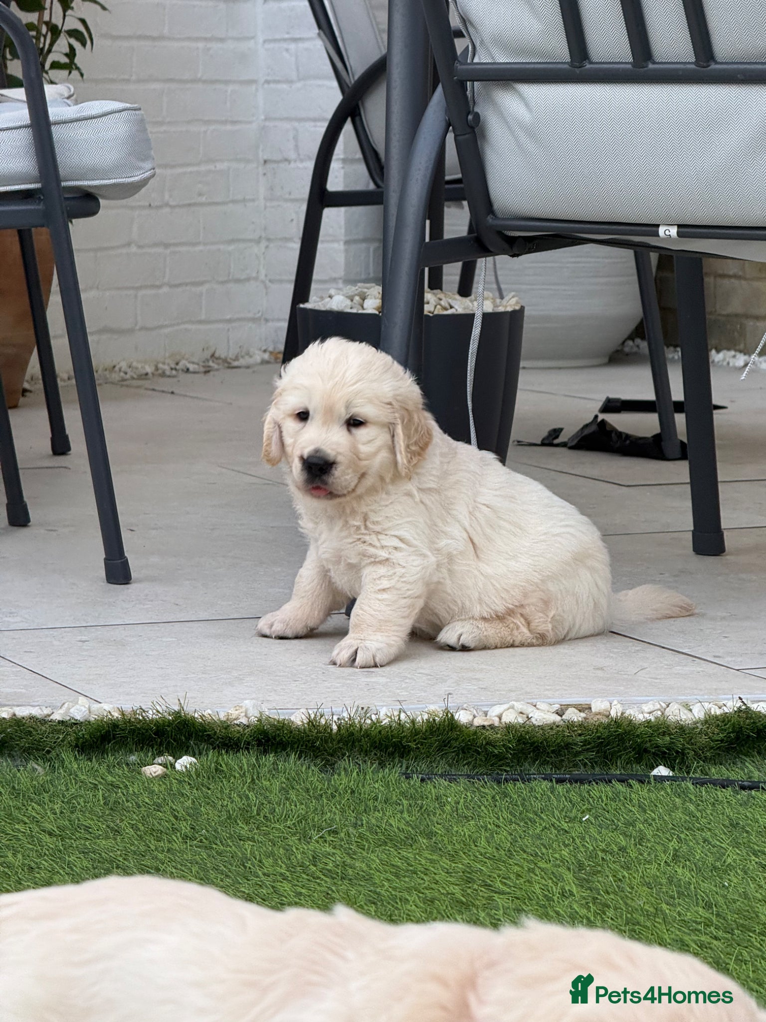 Golden Retriever dogs for sale: Beautiful chunky golden retriever puppies  in Chelmsford - Advert 14