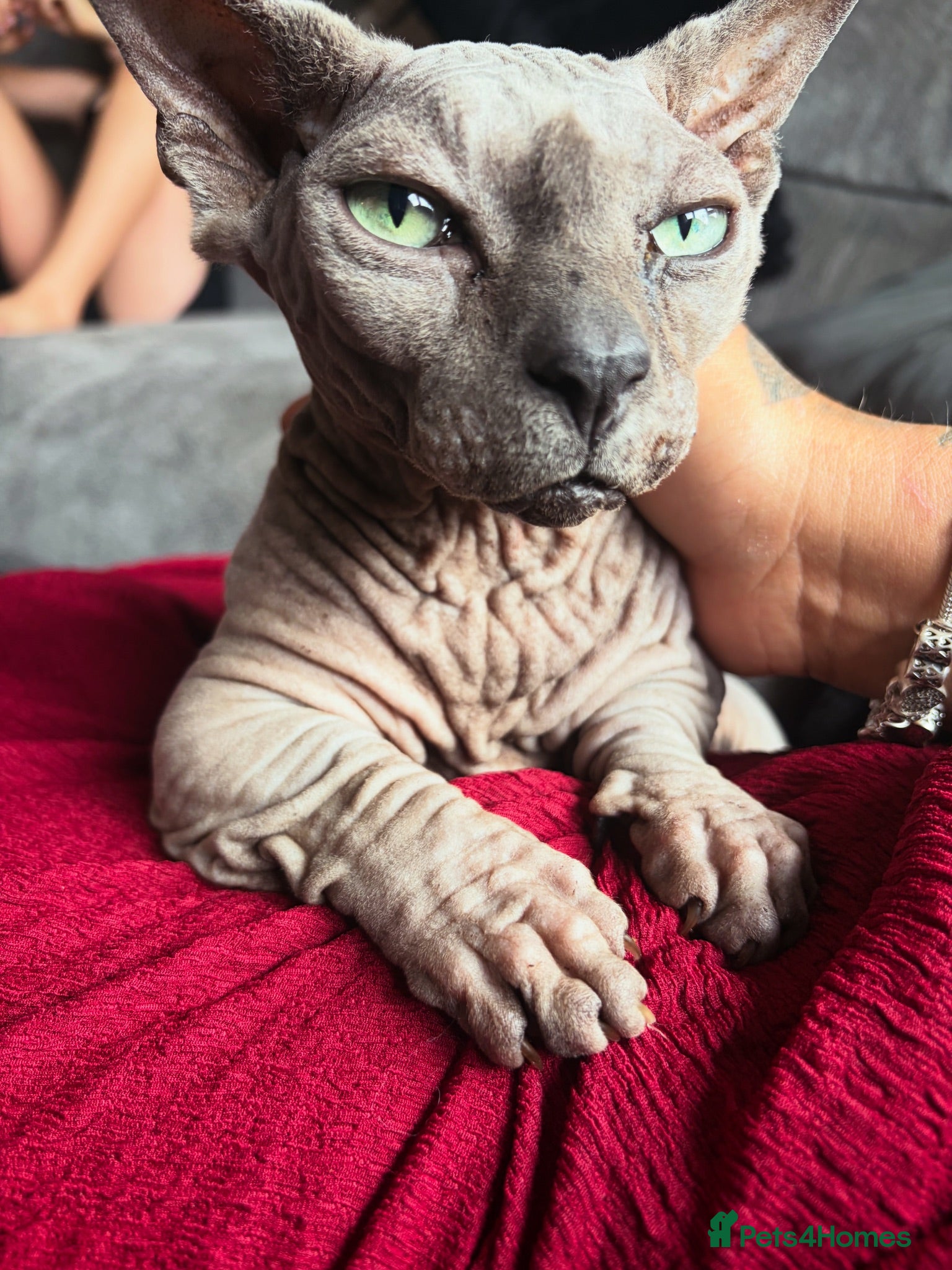 Sphynx cats Beautiful male and female  - Advert 1