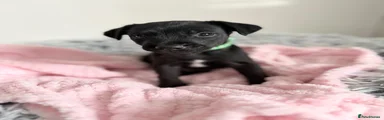 Patterdale Terrier 3
