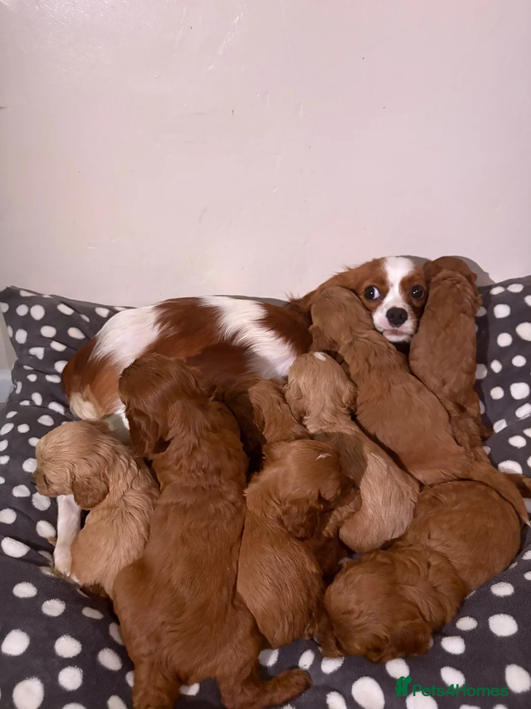 Cavapoo dogs for sale: Are gorgeous cavapoo puppies  - Advert 7