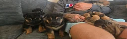 Mixed Breed dogs for sale: Shepard Peis - Advert 18