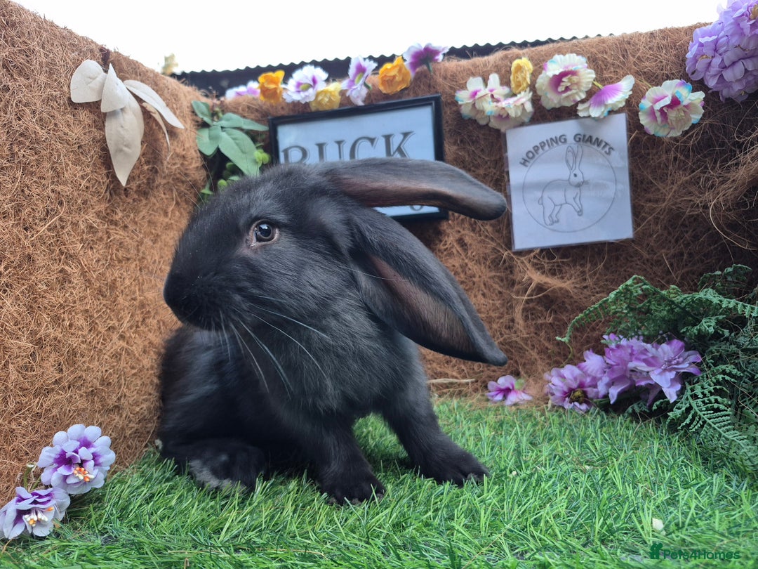 Continental Giant rabbits for sale: Pure Continental Giant Vaccinated  - Image 16