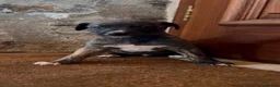 Whippet dogs for sale: Gorgeous well natured whippet puppies  - Advert 19