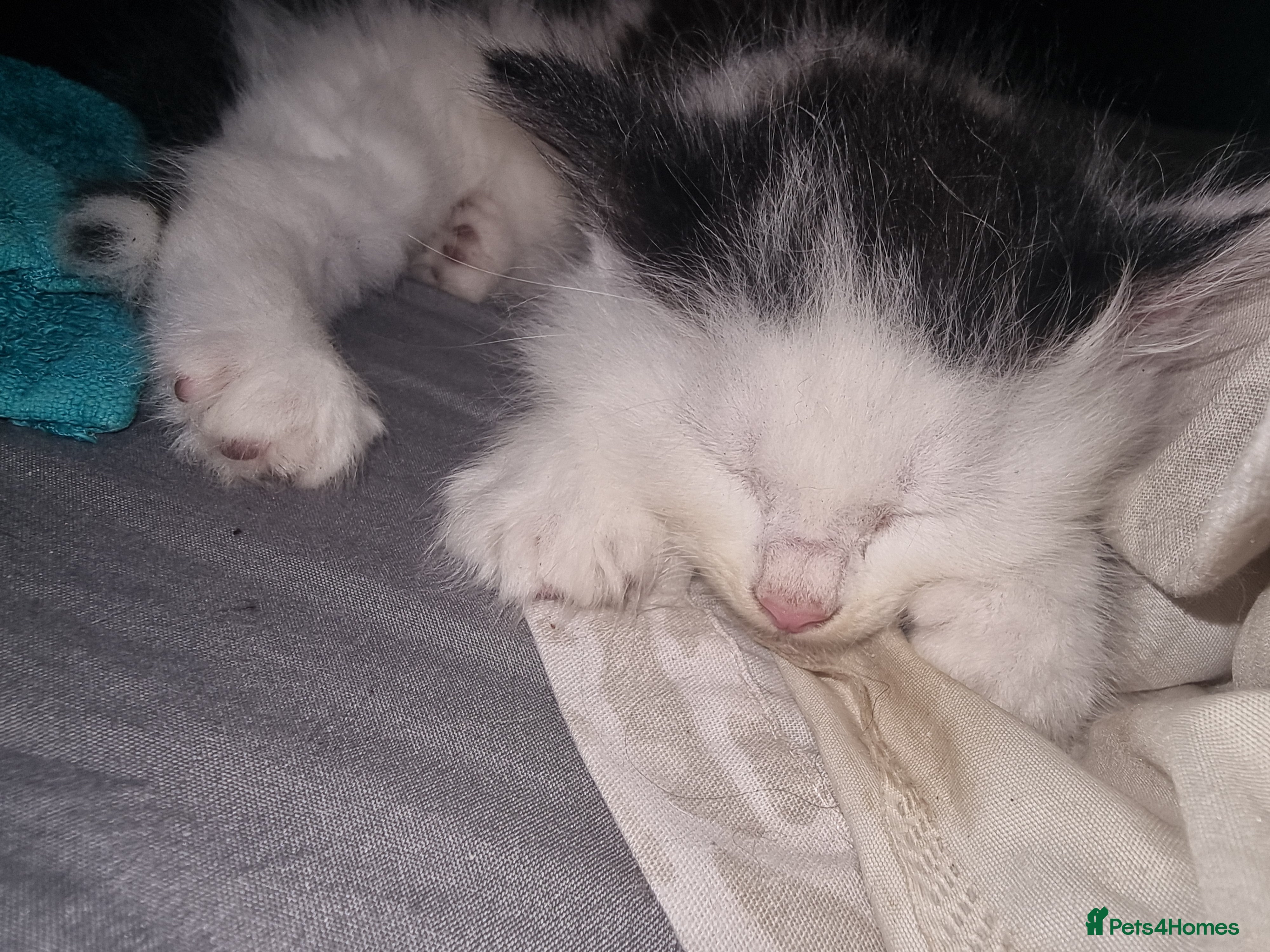 American Shorthair cats Cute kittens ready for new home  - Advert 2