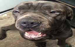 Cane Corso dogs for sale: Beautiful Cane Corso puppies for sale. - Advert 4