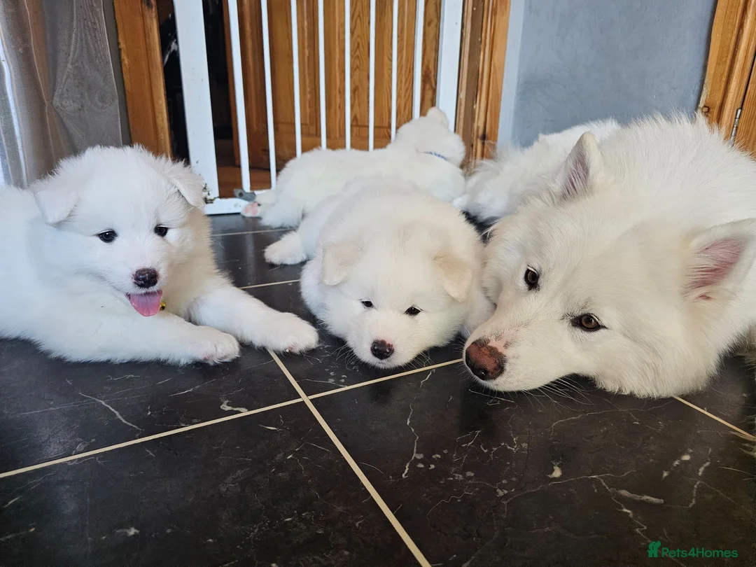 Samoyed dogs for sale: Adorable Samoyed puppies  - Advert 2