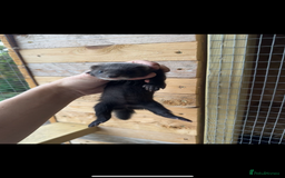 Ferret rodents for sale: solid black cross polecat kits  - Image 1