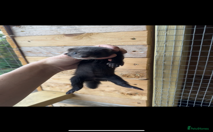 Ferret rodents - Advert 1