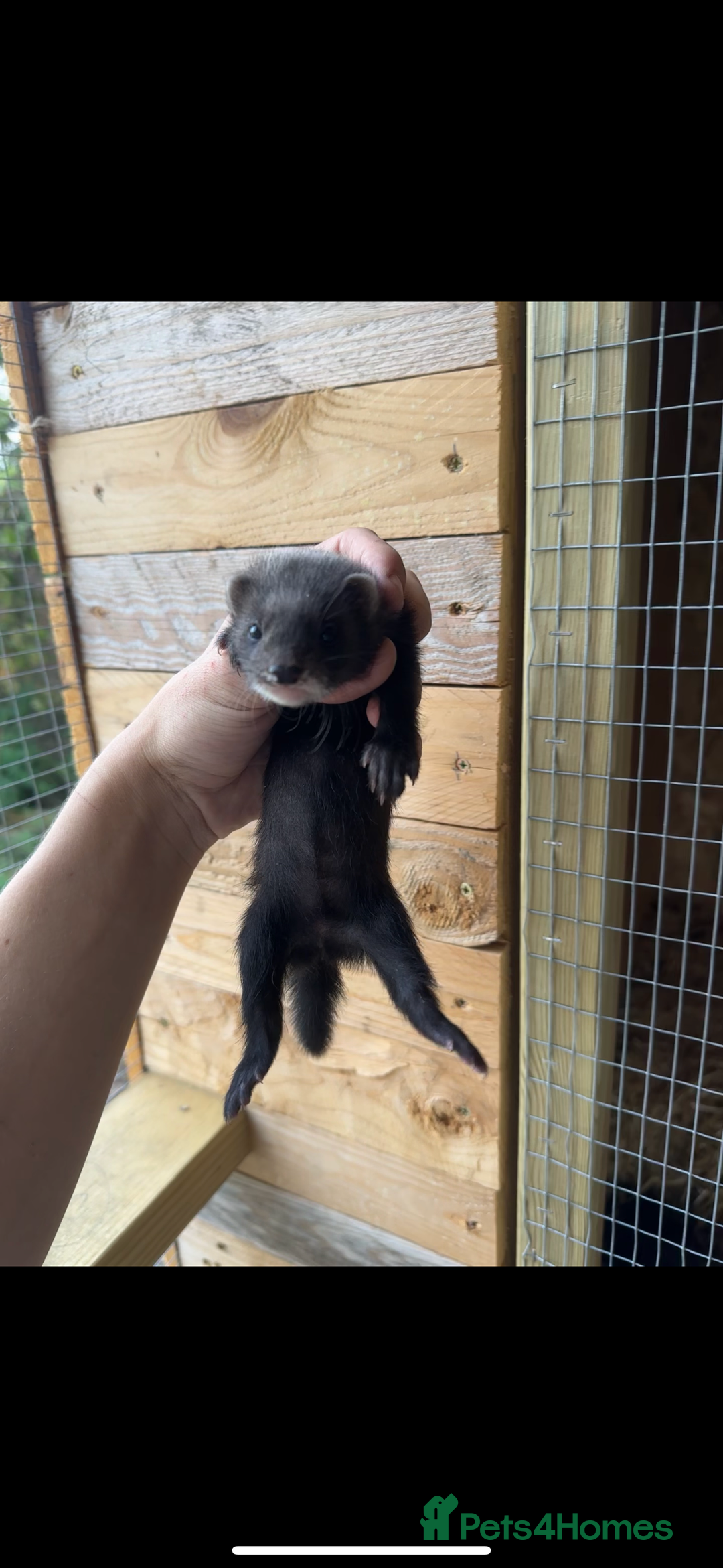 Ferret rodents for sale: solid black cross polecat kits  - Image 1