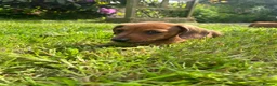 Miniature Dachshund dogs for sale: Kc reg pra clear - Advert 12