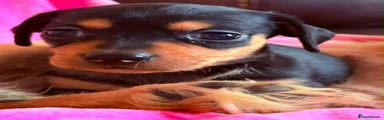Chiweenie 4