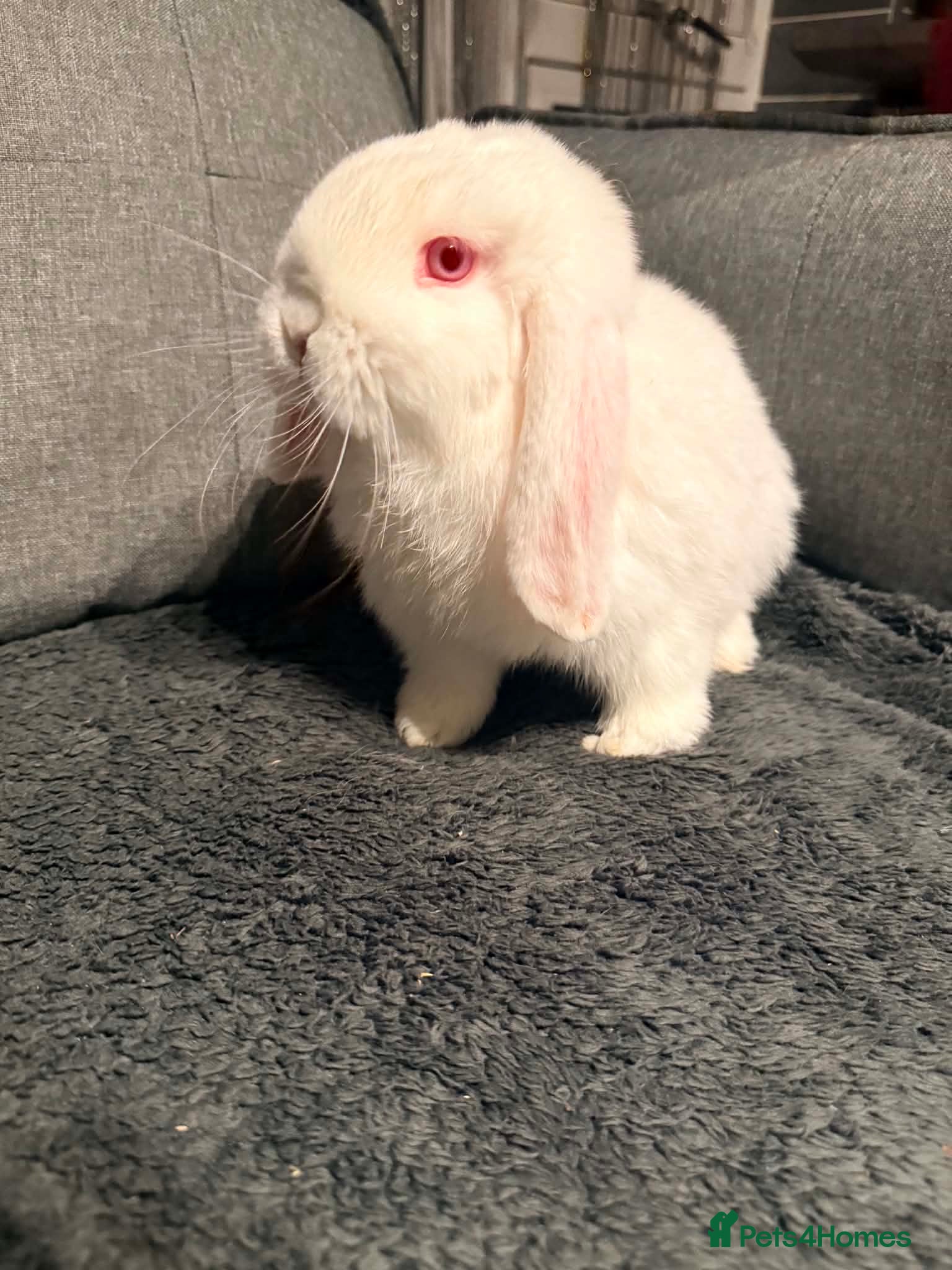 Mini Lop rabbits 2 male mini lops  - Advert 3