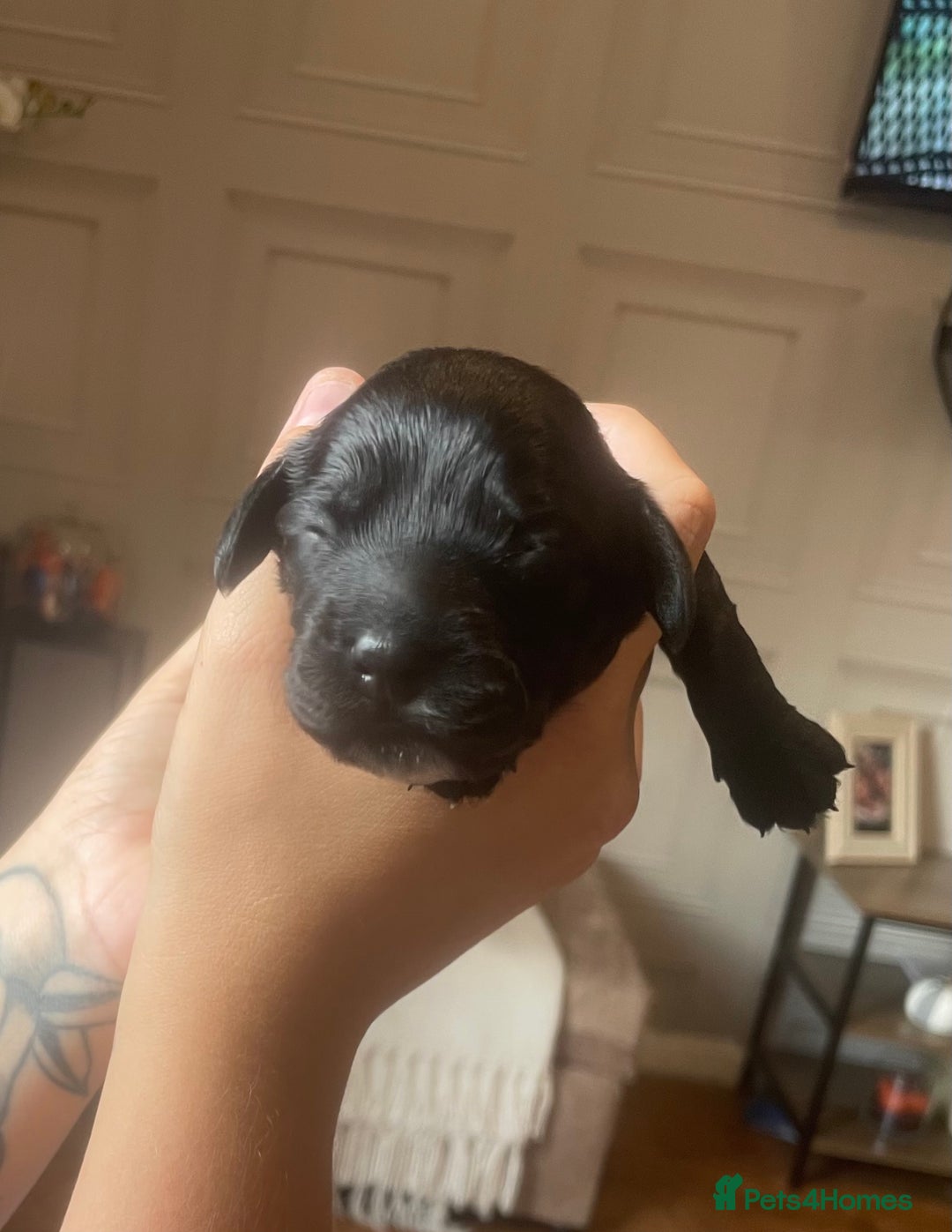 Cocker Spaniel dogs for sale: Cocker spaniel puppies  - Image 3