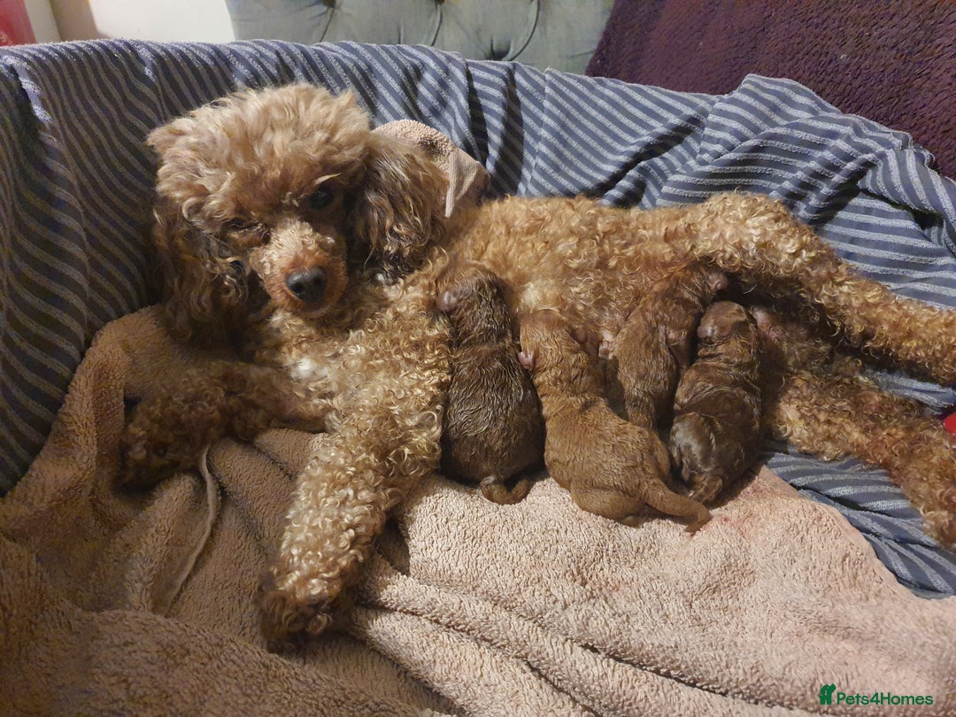 Toy Poodle dogs for sale: Red KC Toy Poodle small puppies - Image 8