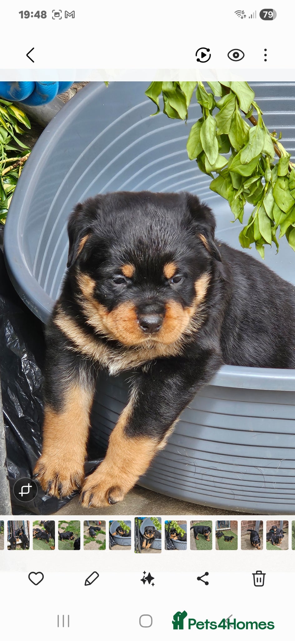 Rottweiler dogs Beautiful rottweiler puppies  - Advert 1