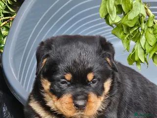 Rottweiler dogs Beautiful rottweiler puppies - Advert 3