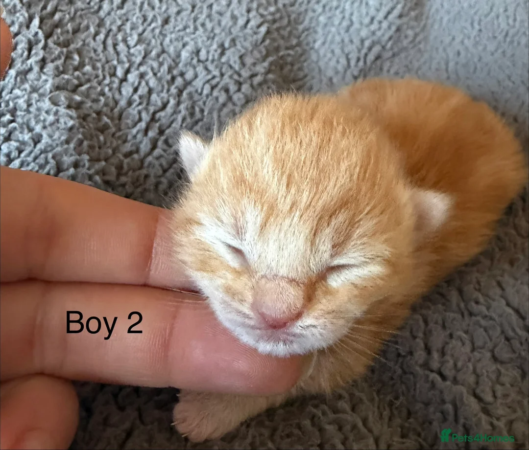 Mixed Breed cats for sale: 3 Gorgeous Kittens in Cardiff - Advert 11