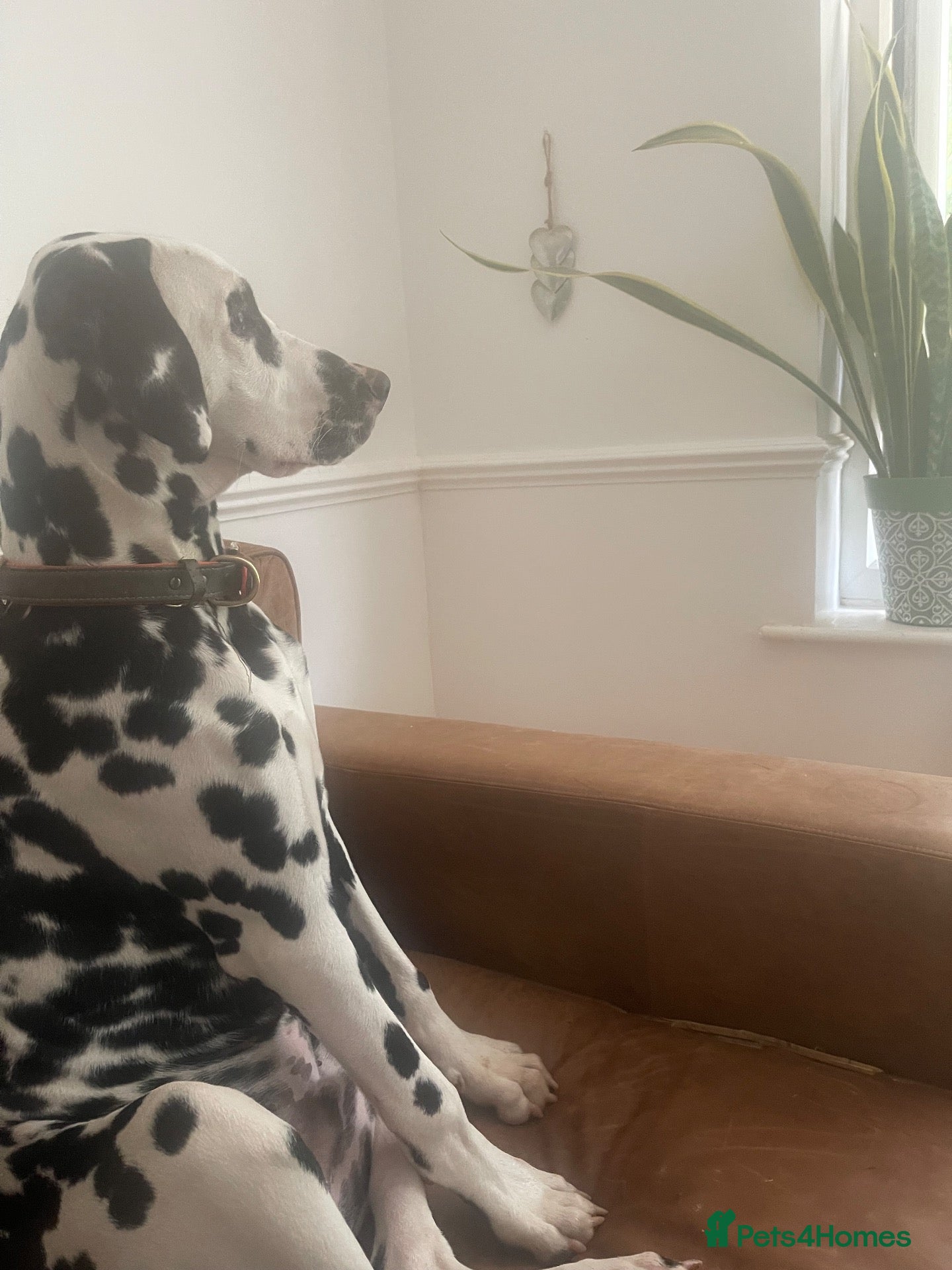 Dalmatian dogs  ** .  - Advert 14