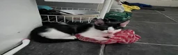 Mixed Breed cats for sale: 2 male kittens  in Nottingham - Advert 6