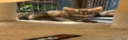 Bengal cats for sale: Bengal kittens pedigreed and Registered - Advert 15