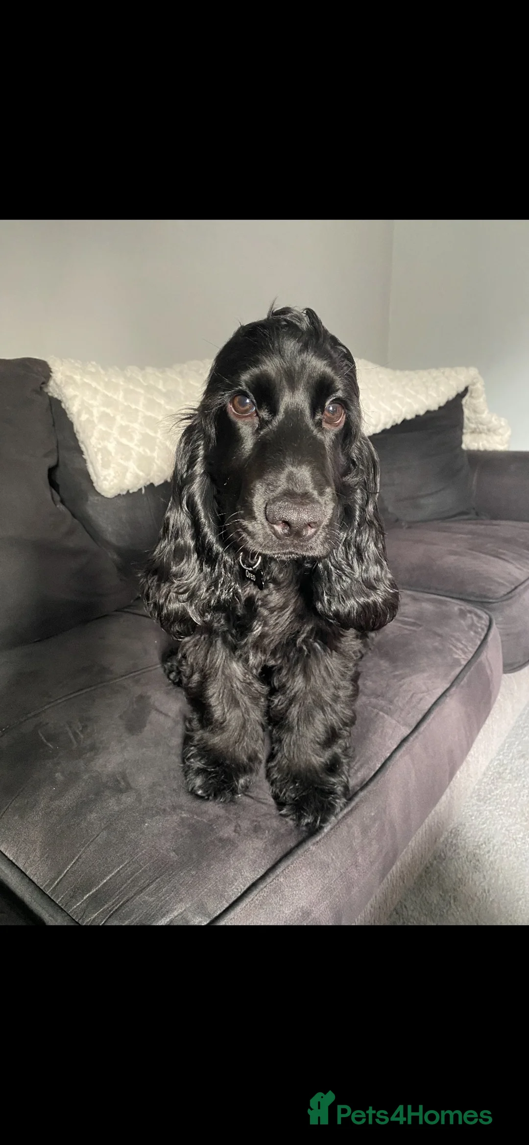 Cocker Spaniel dogs for stud: For Stud - Show Cocker Spaniel in Newcastle upon Tyne - Advert 7