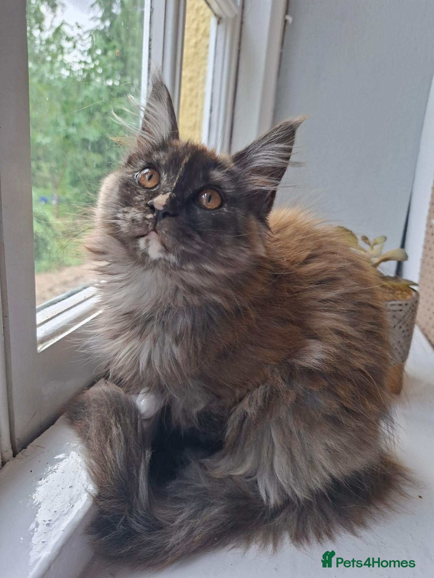 Maine Coon cats Pure Tica active Main Coon kittens - Advert 1