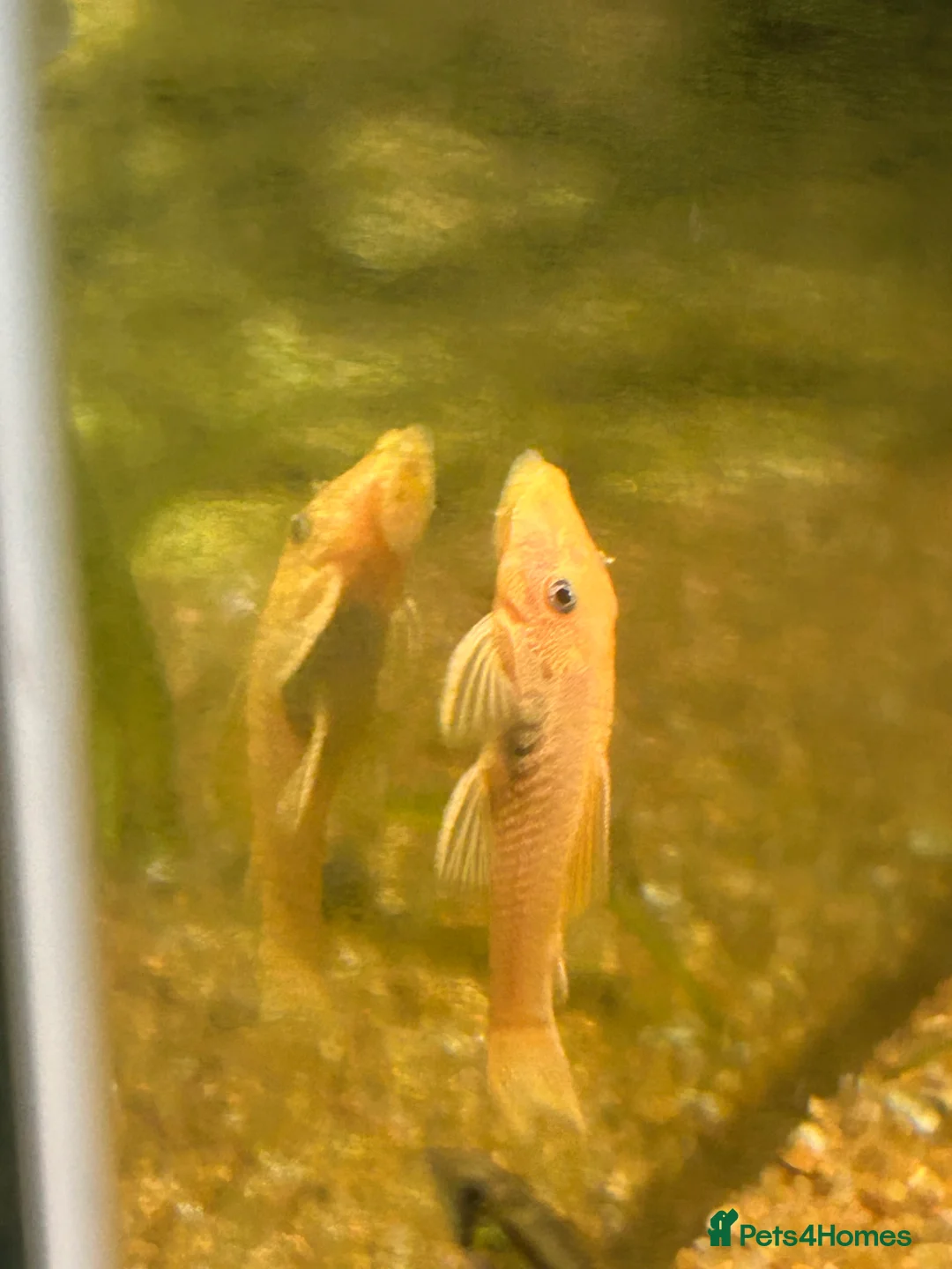 Shrimps fish for sale: Cherry shrimp, bristlenose plecos, assasin snails  - Advert 4