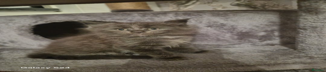 Maine Coon Kitten 4