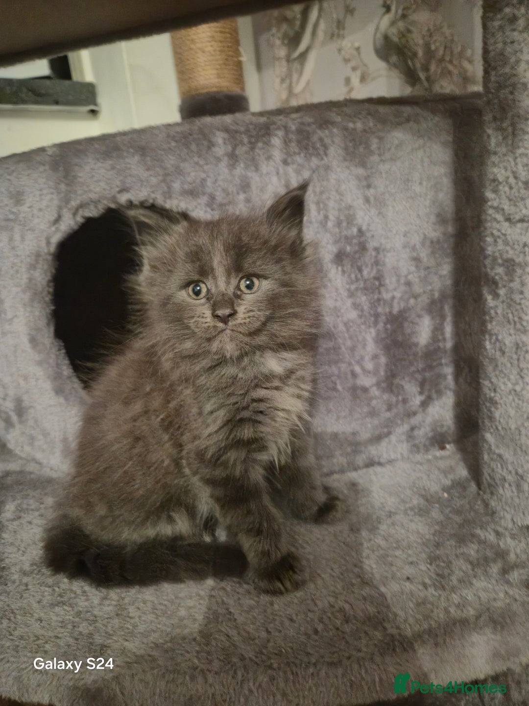 Maine Coon cats for sale: Gorgeous half  maincoon and ragdoll kittens  - Image 9