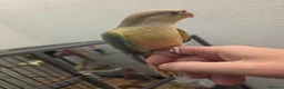 Conures birds for sale: Handreared Tame Conures - Advert 12