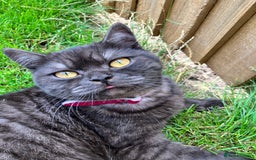 British Shorthair cats for sale: British Shorthair for free !  - Image 6