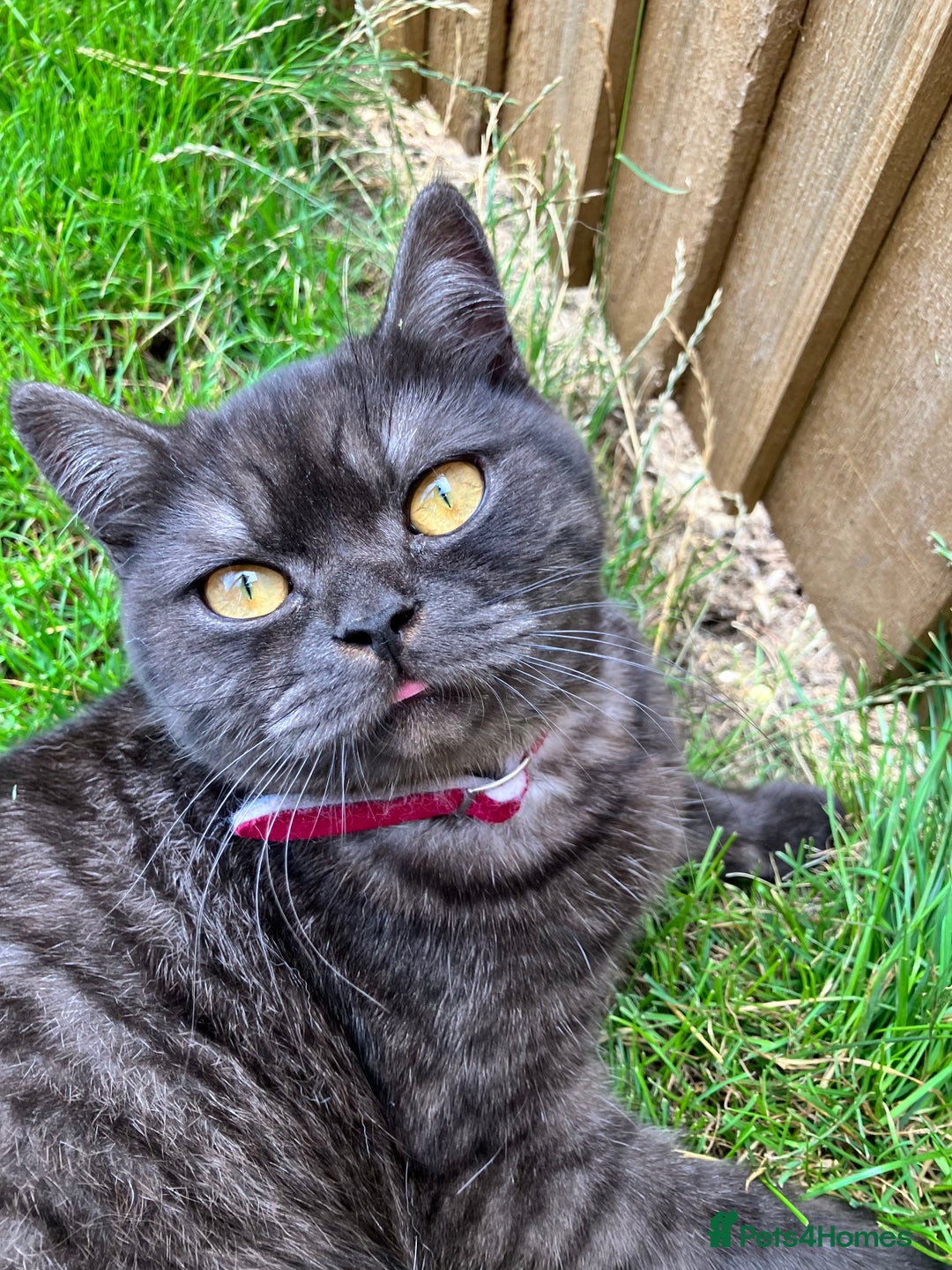 British Shorthair cats for sale: British Shorthair for free !  - Image 6