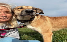 Mixed Breed dogs for adoption: Sara - Norwich Norfolk  - Image 25