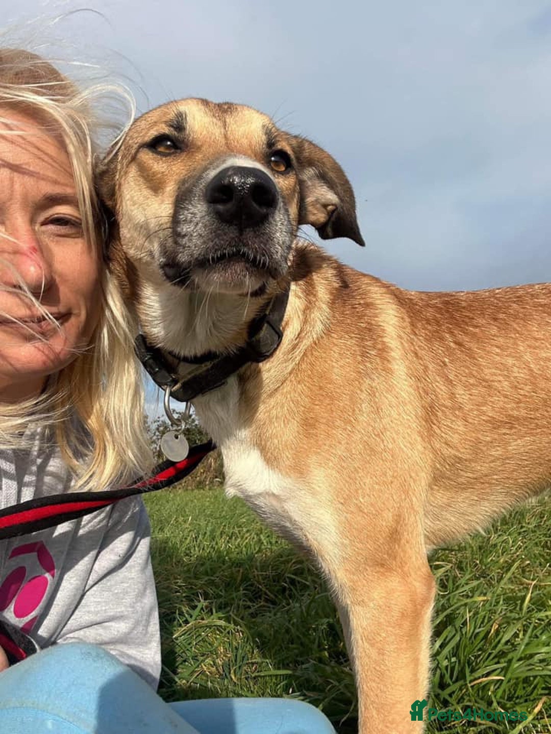 Mixed Breed dogs for adoption: Sara - Norwich Norfolk  - Image 25