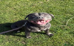 Staffordshire Bull Terrier dogs for stud: 💙Blue Staffordshire Bull Terrier Stud💙 - Image 8