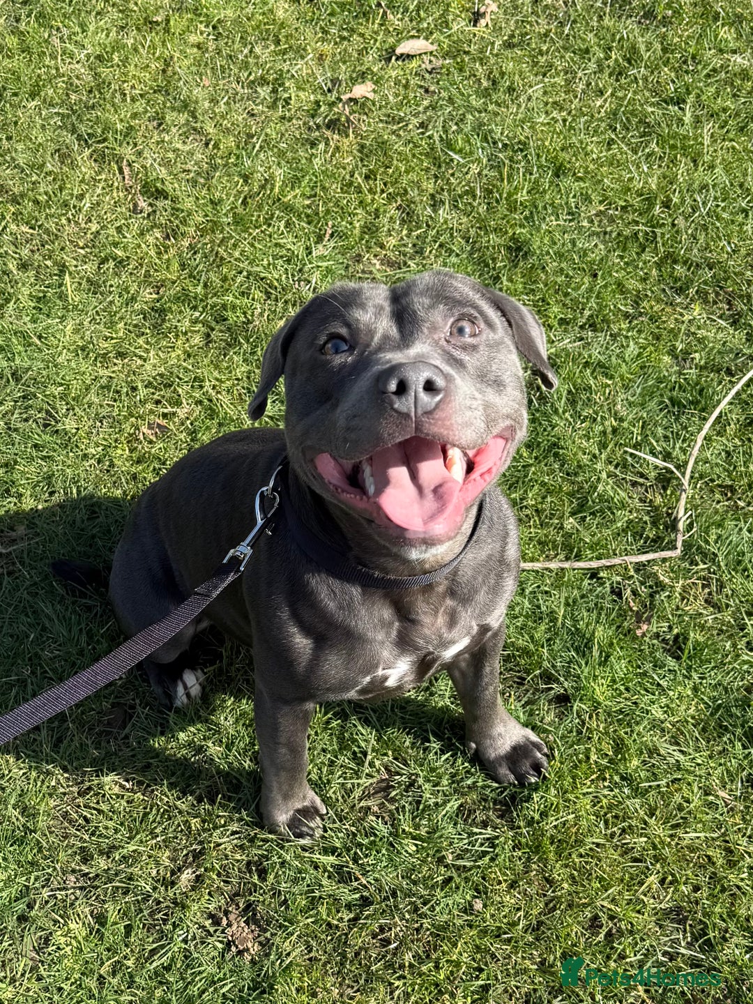Staffordshire Bull Terrier dogs for stud: 💙Blue Staffordshire Bull Terrier Stud💙 - Image 8