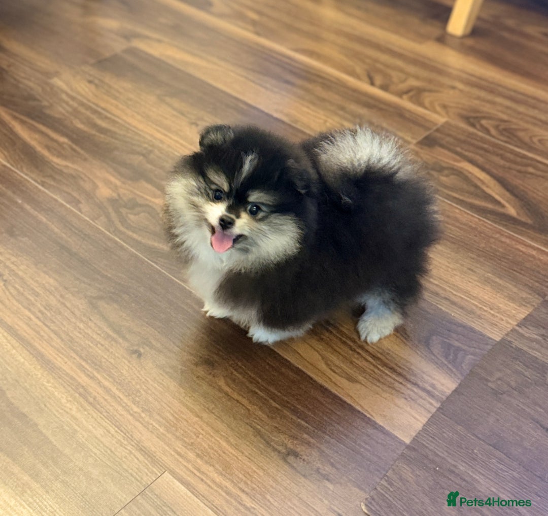 Pomeranian dogs for sale: Pomeranian puppy for sale - Advert 1