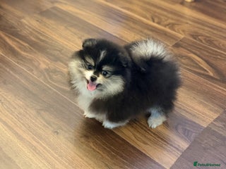 Pomeranian dogs Pomeranian puppy for sale - Advert 1