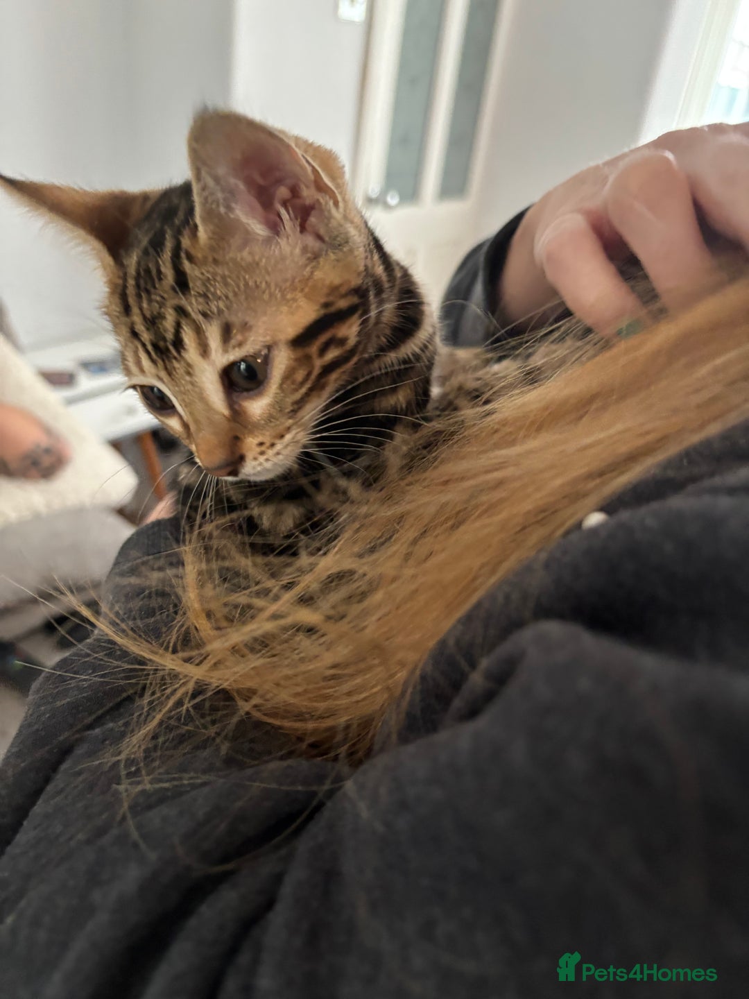 Bengal cats for sale: Stunning Bengal Kitten - Advert 3