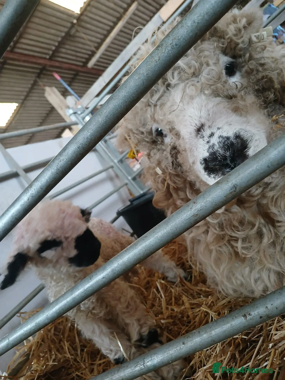 Sheep livestock for sale: In need of a loving home! - Advert 2