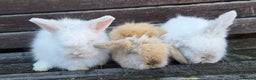 Mini Lion Lop rabbits for sale:  Male teddywidder bunnies  - Advert 5
