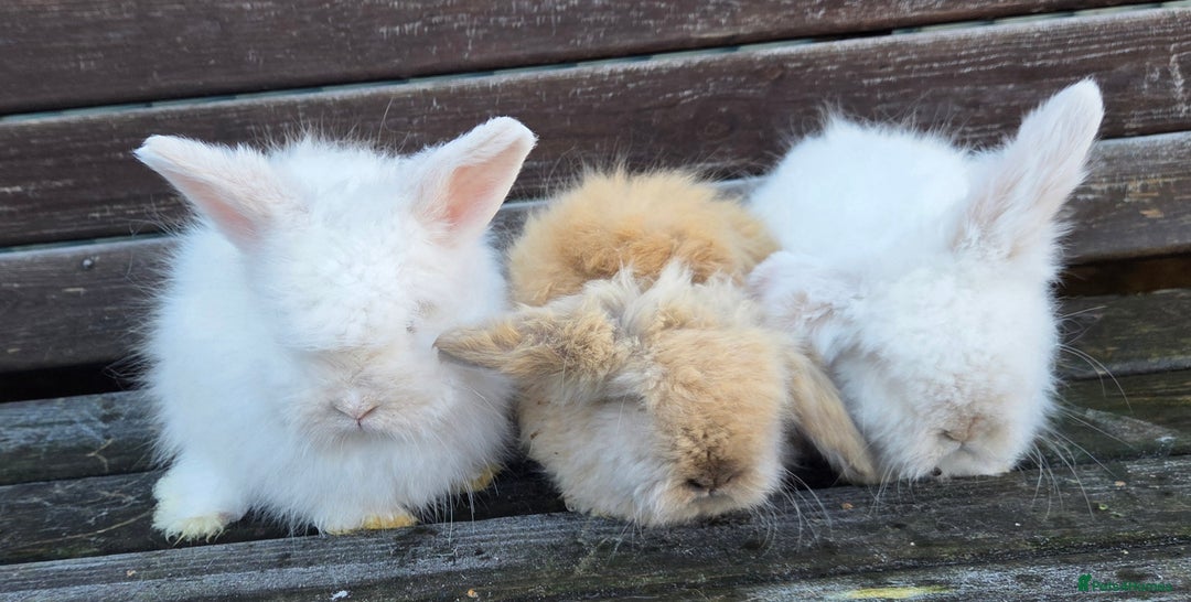 Mini Lion Lop rabbits for sale:  Male teddywidder bunnies  - Advert 5