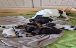 Mixed Breed dogs for sale: 6 stunning jackshund puppies ready to leave now - Image 9