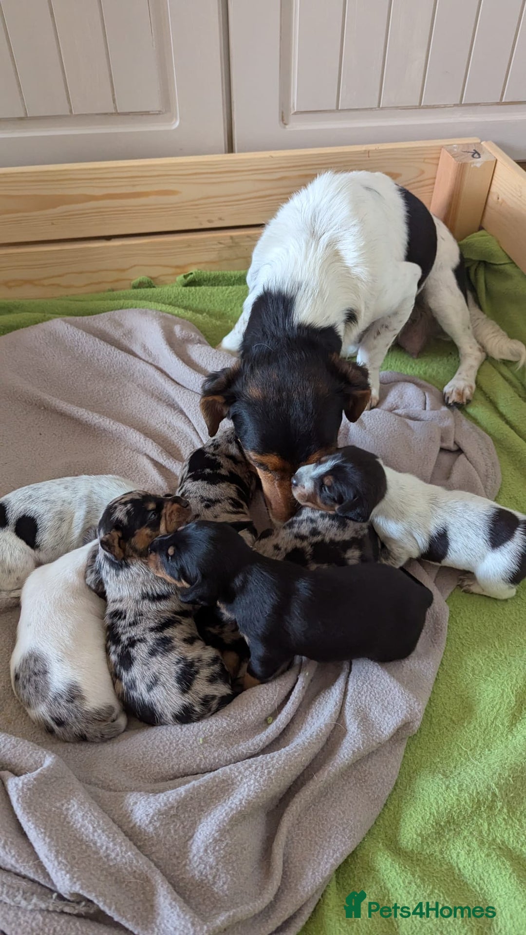 Mixed Breed dogs for sale: 6 stunning jackshund puppies ready to leave now - Image 9