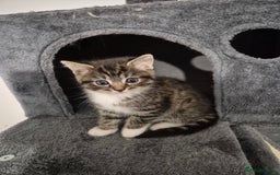 Mixed Breed cats for sale: Ragdoll x £300 Tabby and ginger £150 black & white - Image 3