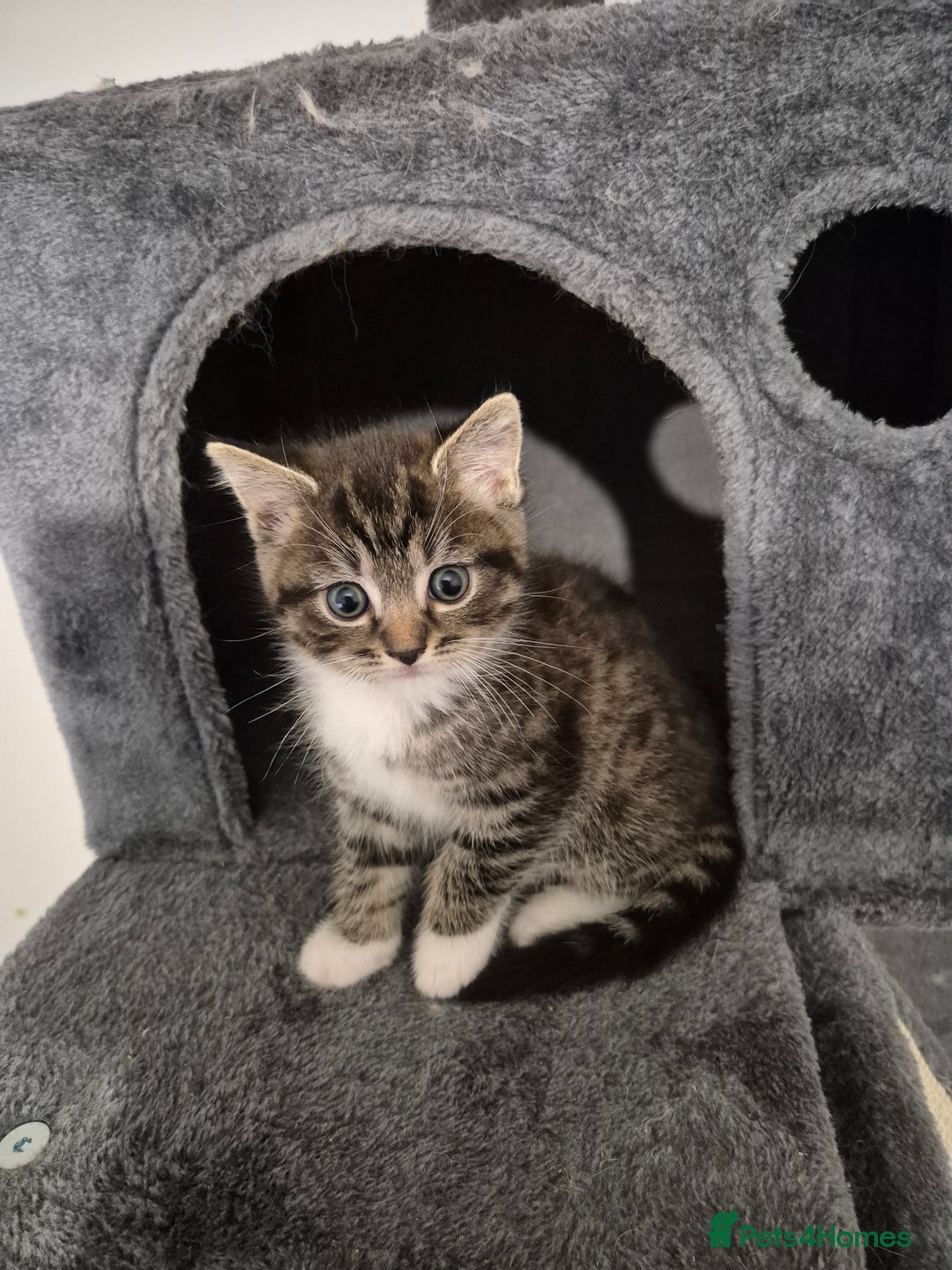 Mixed Breed cats for sale: Ragdoll x £300 Tabby and ginger £150 black & white - Image 3
