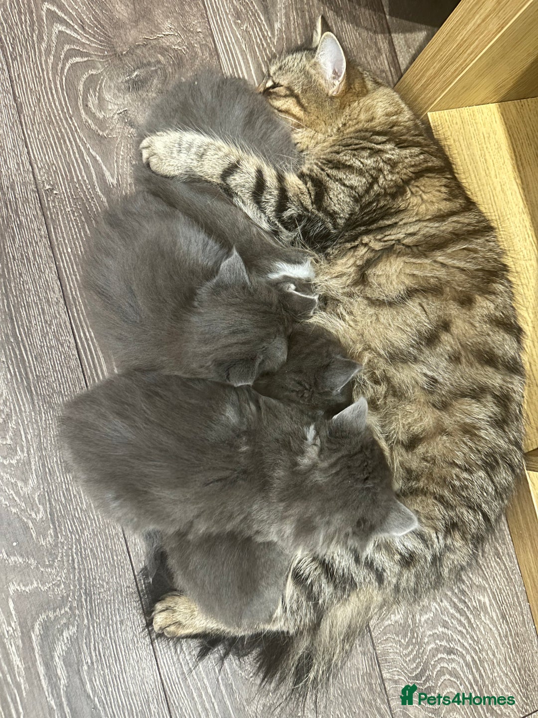 Norwegian Forest Cat cats for sale: 7 Exceptionally beautiful Norwegian Forest kittens - Advert 32