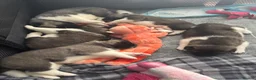 Akita dogs for sale: American Akita puppies - Advert 4